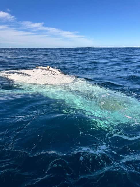 Byron Bay: Whale Watching Tour - Is $92 a fair price?