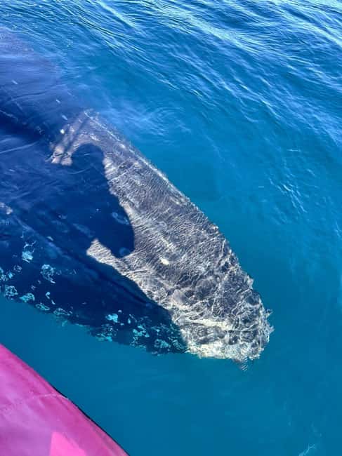 Byron Bay: Whale Watching Tour - Who should book this experience?