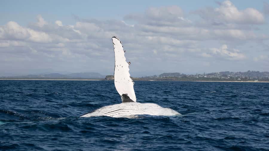 Byron Bay Whale Watching with Marine Biologist - Key points at a glance