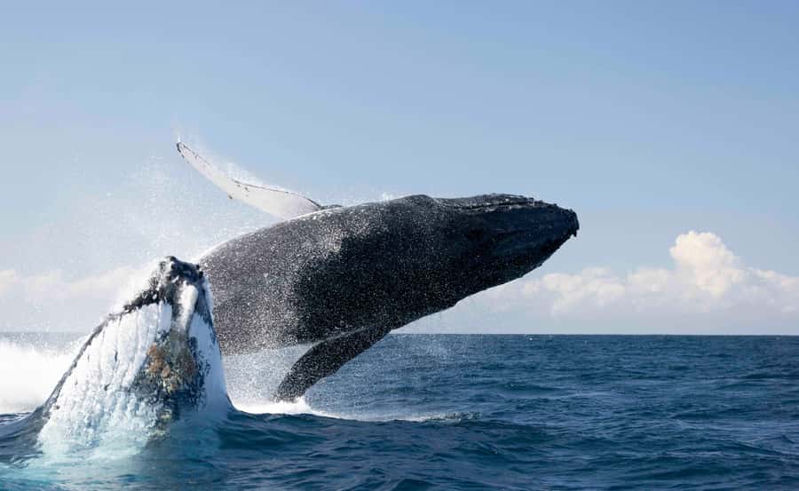 Byron Bay Whale Watching with Marine Biologist - Setting out from Brunswick Heads on Wardjam