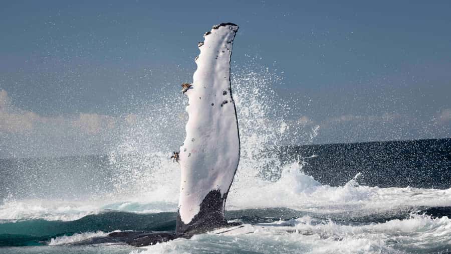 Byron Bay Whale Watching with Marine Biologist - Meeting humpbacks near Byron Bay