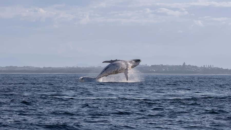 Byron Bay Whale Watching with Marine Biologist - Hearing whale song through the hydrophone