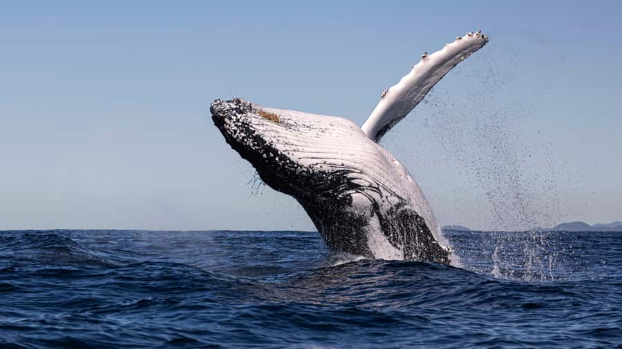 Byron Bay Whale Watching with Marine Biologist - Is $91 a fair price?