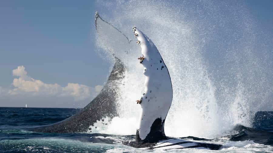 Byron Bay Whale Watching with Marine Biologist - The run from Brunswick Heads to Byron Bay
