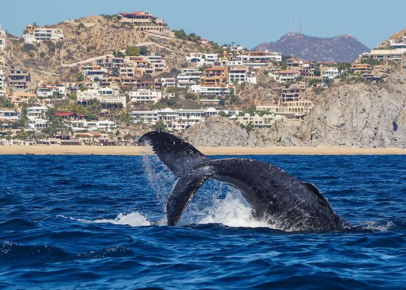 Cabo San Lucas: 2.5-Hour Whale Watching Tour - Why Cabo is a strong place for whale watching