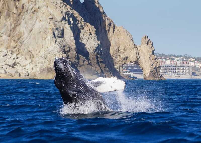 Cabo San Lucas: 2.5-Hour Whale Watching Tour - Hydrophones let you hear the whales below