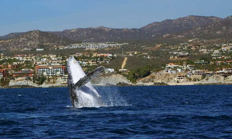 Cabo San Lucas: 2.5-Hour Whale Watching Tour - The whale search is the main event