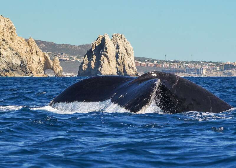 Cabo San Lucas: 2.5-Hour Whale Watching Tour - The Arch and sea lions add a Cabo finish