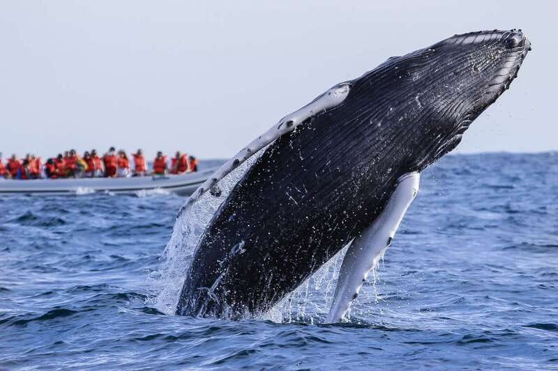 Cabo San Lucas: 2-Hour Whale Watching Adventure - Key points to know before booking