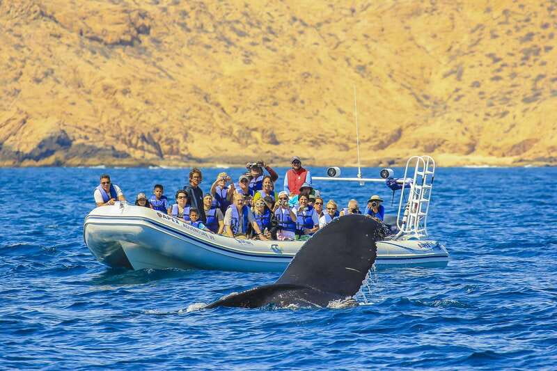 Cabo San Lucas: 2-Hour Whale Watching Adventure - Why Cabo is a strong place for winter whale watching