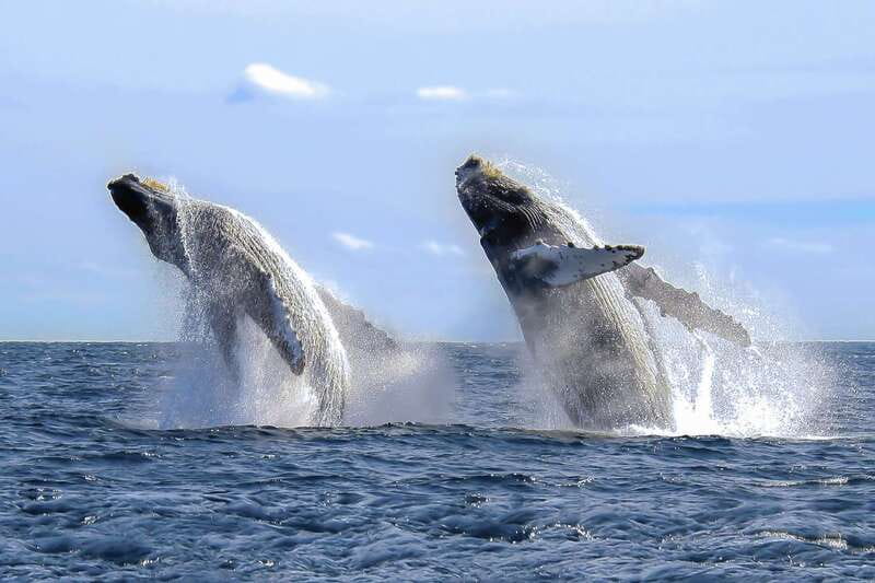 Cabo San Lucas: 2-Hour Whale Watching Adventure - Watching whales, dolphins, and the open water