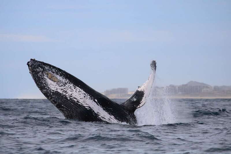 Cabo San Lucas: 2-Hour Whale Watching Adventure - Small groups, better views, and useful photography