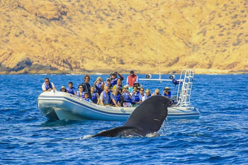 Cabo San Lucas: 2-Hour Whale Watching Adventure - What to bring and what not to expect
