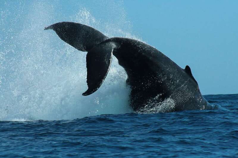 Cabo San Lucas: 2-Hour Whale Watching Adventure - The 1.5-hour van ride and pickup plan
