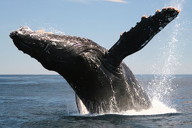 Cabo San Lucas Humpback Whale Watching Tour - What this Cabo whale cruise is really like