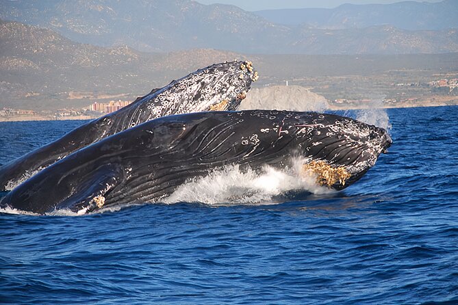 Cabo San Lucas Humpback Whale Watching Tour - El Arco and Land’s End from the water