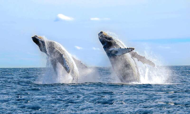 Cabo San Lucas: Luxury Catamaran Whale Watching Experience - A French-made catamaran with room to watch