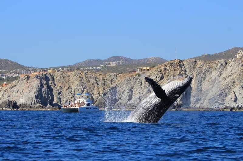 Cabo San Lucas: Luxury Catamaran Whale Watching Experience - Cruising past the Arch and along two coasts