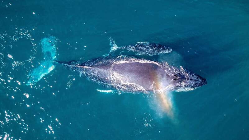 Cabo San Lucas: Luxury Catamaran Whale Watching Experience - Appetizers and an open bar at sea
