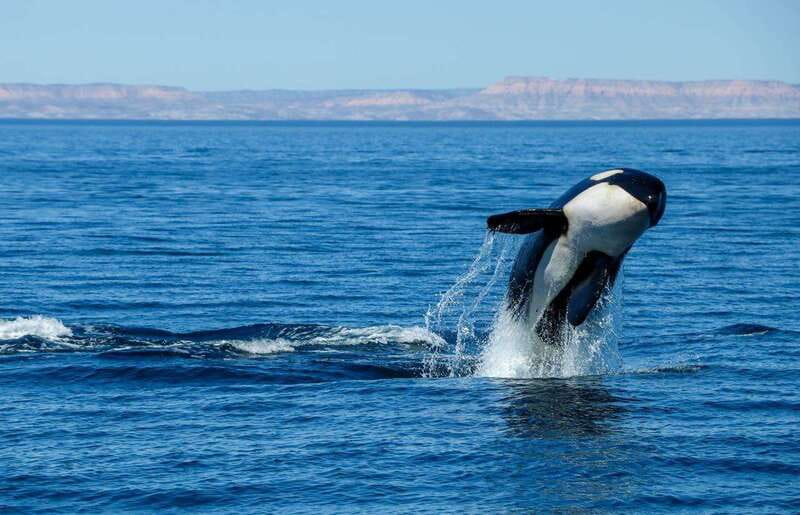 Cabo San Lucas: Luxury Catamaran Whale Watching Experience - Who will enjoy this Cabo outing most