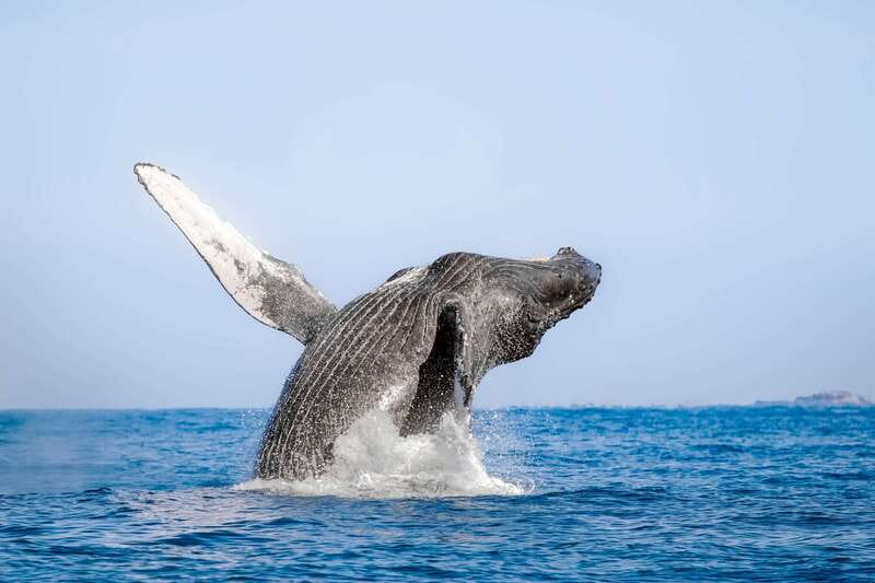 Cabo San Lucas: Luxury Catamaran Whale Watching Experience - Boarding at Cabo Adventures and getting ready to sail