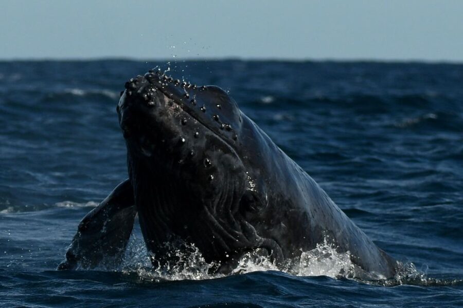 Cabo San Lucas: Up-Close Whale Watching Small-Group Tour - Booking, cancellation, and practical details