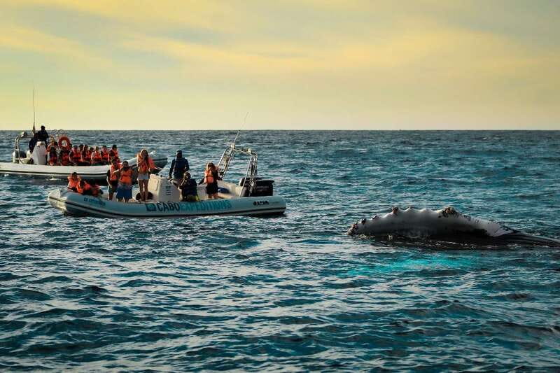Cabo San Lucas: Up-Close Whale Watching Small-Group Tour - Why the Zodiac changes whale watching in Cabo