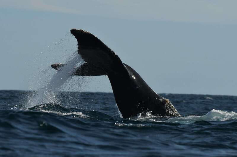 Cabo San Lucas: Up-Close Whale Watching Small-Group Tour - Ninety minutes searching for whales