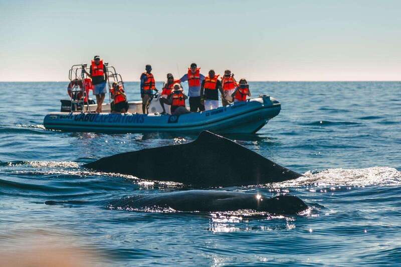 Cabo San Lucas: Up-Close Whale Watching Small-Group Tour - Getting close without chasing the animals