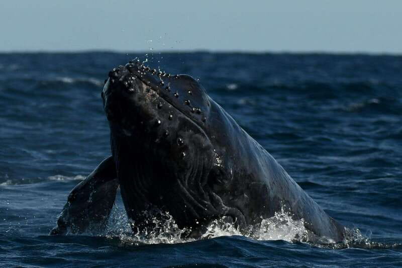 Cabo San Lucas: Up-Close Whale Watching Small-Group Tour - Who will enjoy this boat most