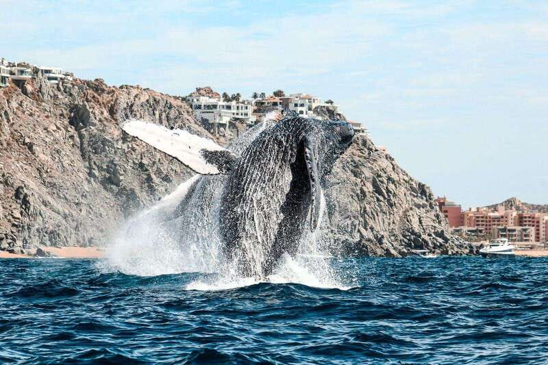 Cabo San Lucas: Up-Close Whale Watching Small-Group Tour - Handling the uncertain parts of whale season