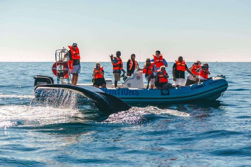 Cabo San Lucas: Up-Close Whale Watching Small-Group Tour - Starting at La Terminal de Cabo Marina