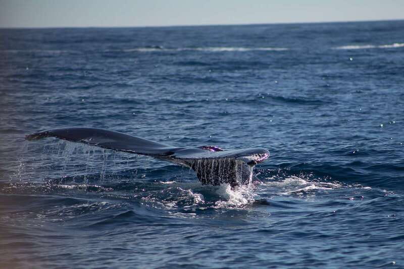 Cabo San Lucas: Whale Watching Breakfast Cruise - Starting at La Terminal de Cabo