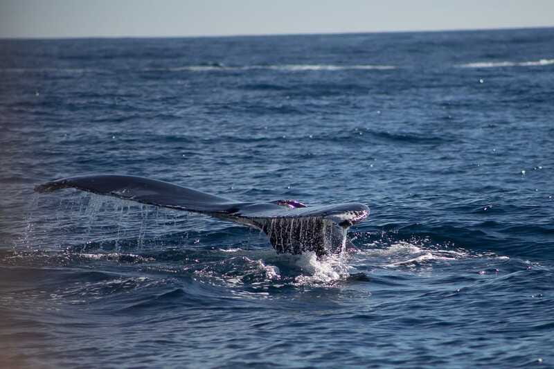 Cabo San Lucas: Whale Watching Breakfast Cruise - Breakfast begins early, not as an afterthought
