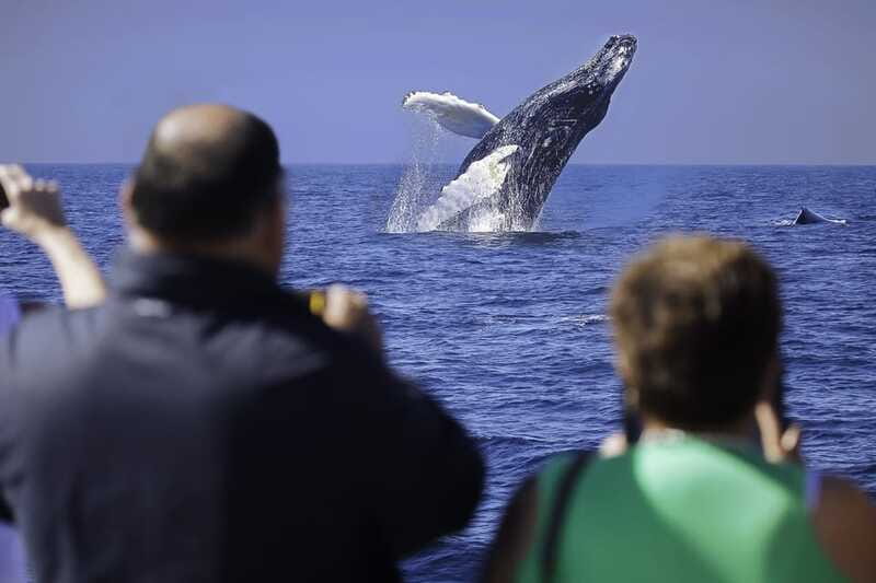 Cabo San Lucas: Whale Watching Breakfast Cruise - Photographs: use caution before paying $60