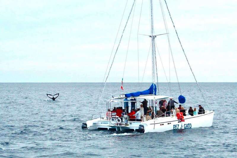 Cabo San Lucas: Whale Watching Catamaran Experience - Why Cabo is a good place to search for whales