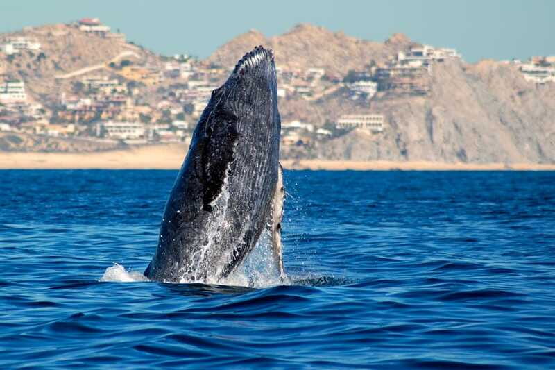Cabo San Lucas: Whale Watching Catamaran Experience - How this tour compares with a quieter wildlife trip