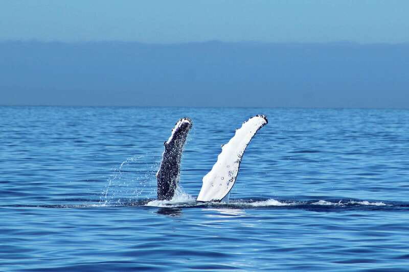 Cabo San Lucas: Whale Watching Experience on Catamaran - What this Cabo whale cruise is really about