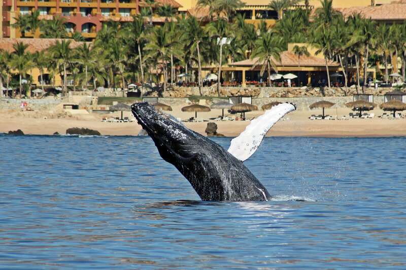 Cabo San Lucas: Whale Watching Experience on Catamaran - Watching whales in Baja’s winter waters