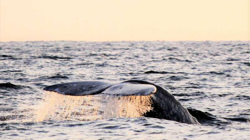 Cabo San Lucas: Whale Watching Experience on Catamaran - Should you book the Cabo whale watching catamaran?