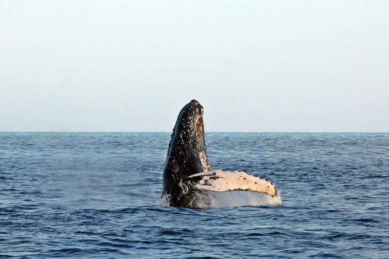 Cabo San Lucas: Whale Watching Experience on Catamaran - From your hotel to the marina