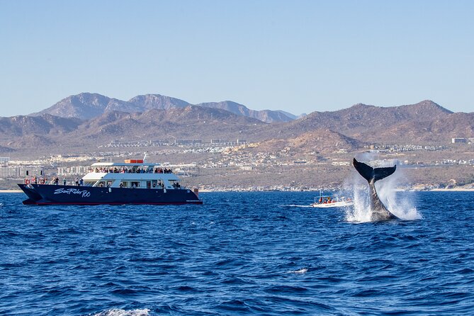 Cabo San Lucas Whale Watching Lunch Cruise - Starting at the Cabo San Lucas marina