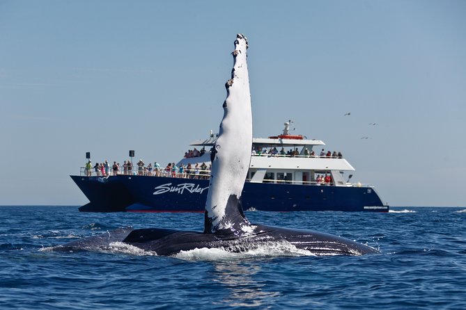 Cabo San Lucas Whale Watching Lunch Cruise - Looking for gray and humpback whales