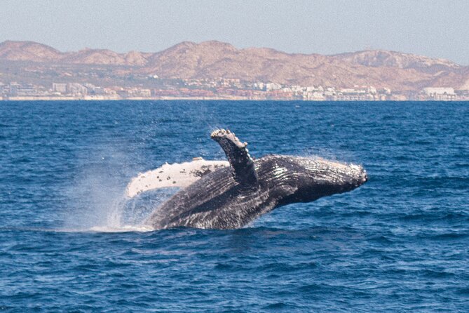 Cabo San Lucas Whale Watching Lunch Cruise - Open bar, music, and the ride home