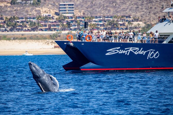 Cabo San Lucas Whale Watching Lunch Cruise - What the $115 price includes