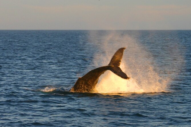 Cabo Whale Watch Three-Level Vessel and Majestic Arch - El Arco, Cabo’s must-have photograph