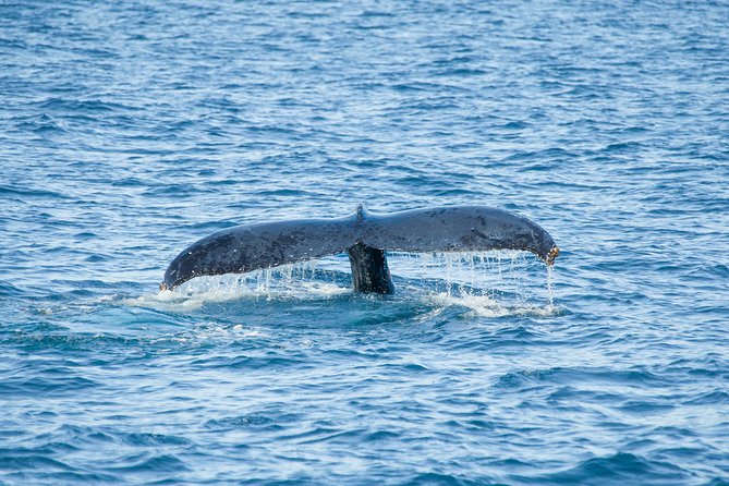 Cabo Whale Watch Three-Level Vessel and Majestic Arch - Open bar, music, and the overall mood