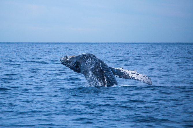 Cabo Whale Watch Three-Level Vessel and Majestic Arch - What the $95 price really includes