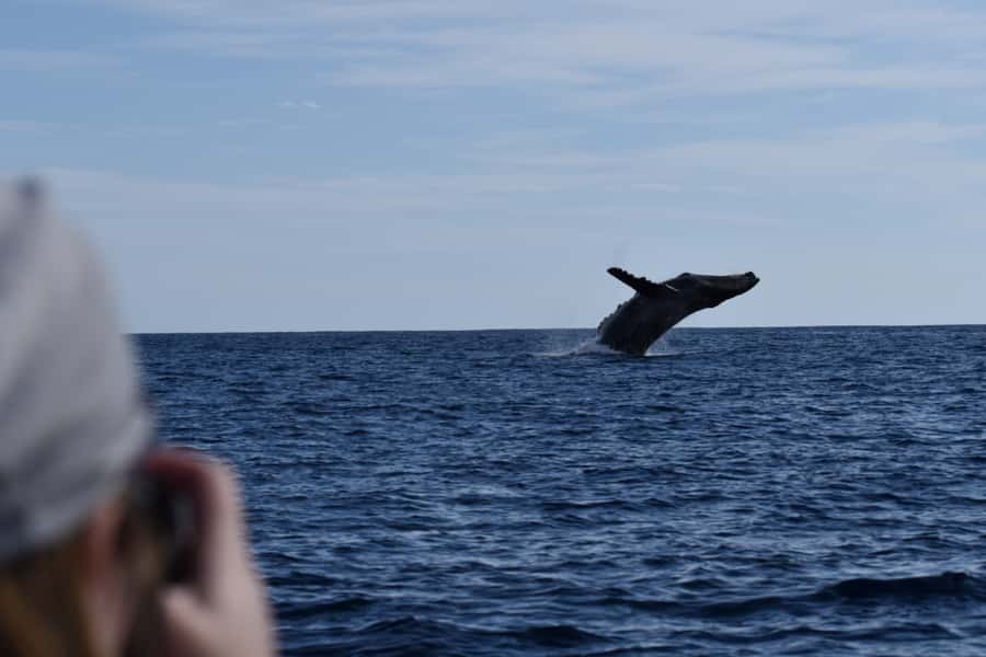 Cabo: Whale-Whatching Boat Trip w/ All-Women Crew and Photos - Who should book this whale watch
