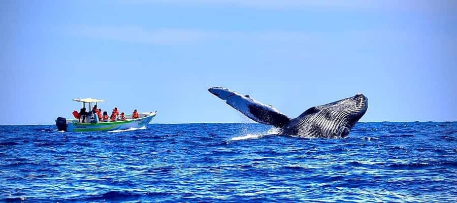 Cabo: Whale-Whatching Boat Trip w/ All-Women Crew and Photos - From La Terminal de Cabo to the Arch